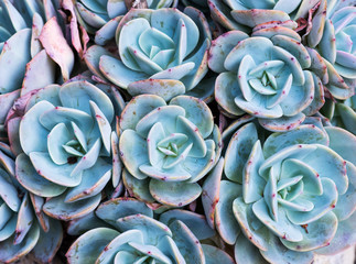  Miniature succulent plants in garden