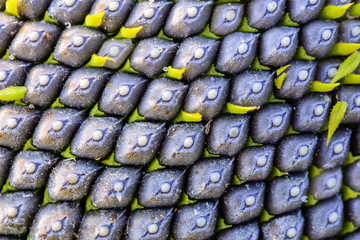 Sunflower macro pattern