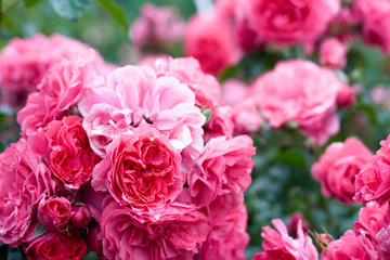 Roses outdoors (shallow depth of field)