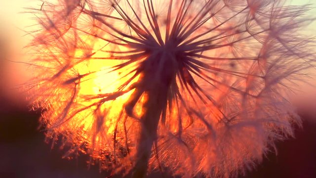Dandelion over sunset background. Macro of Dandelion seeds in sunlight blowing away. Slow motion 240 fps, 1080p Full HD video footage