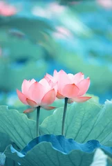 Afwasbaar Fotobehang Lotusbloem Lotusbloem en Lotusbloemplanten