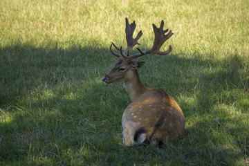 Portrait of red deer sitting in the grass (Carinthia, Austria)