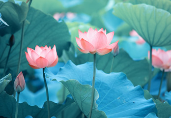 Lotusblume und Lotusblumenpflanzen