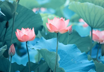 Foto op Plexiglas Lotusbloem Lotusbloem en Lotusbloemplanten