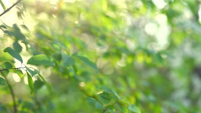 Nature background. Beautiful Sun shine through the blowing on wind tree green leaves. Blurred abstract bokeh with sun flare. Sunlight. Sunflare. Slow motion 240 fps. HD 1080p