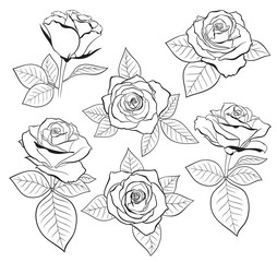 Vector set of detailed, isolated outline Rose bud sketches with leaves in black colour. Vector illustration for design on white background.