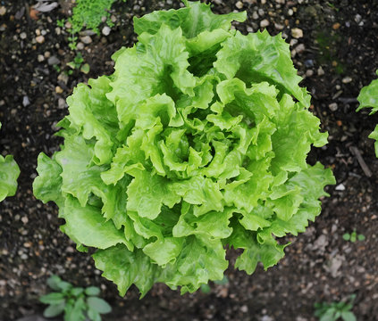 lettuce plant in field