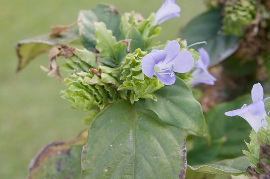 Barleria strigosa Willd violet flower and leaf blight