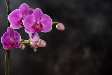 Blooming phalaenopsis orchid over dark background, copyspace