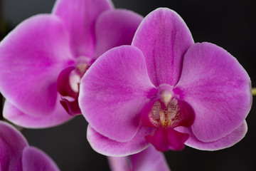 Naklejka na ściany i meble Close-up of orchid flowers on a black background, studio shot