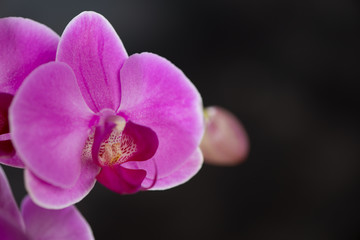 Flowers of blossoming orchid, black background, copy space