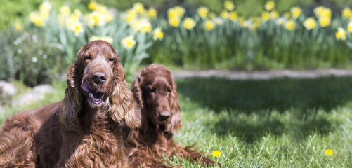 Website banner of funny Irish Setter dogs in Easter garden