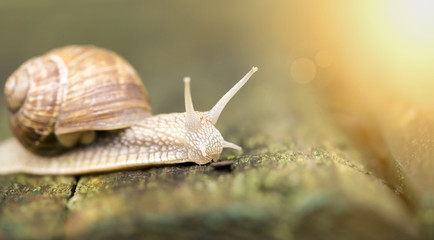 Website banner of a slow snail
