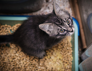 Kitten defecate in the toilet.