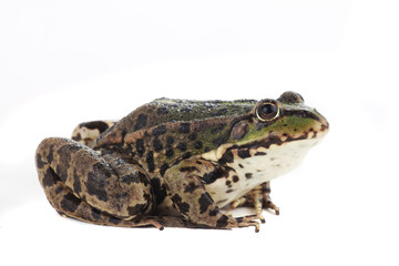 frog