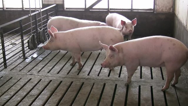Hogs in a pen being farmed to be slaughtered.
