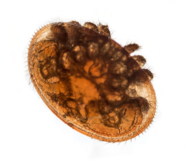 Varroa destructor bee parasite - microscope photo