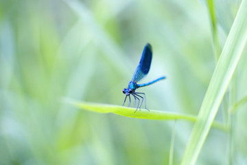 the blue dragonfly sits on a grass