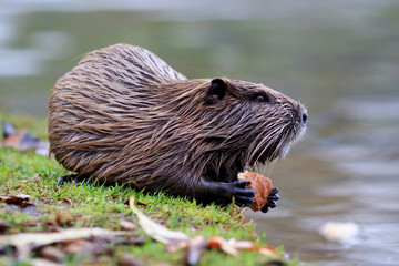 Nutria 