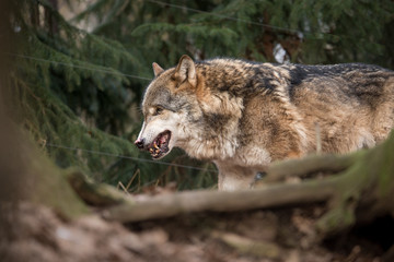 Fototapeta premium wolf