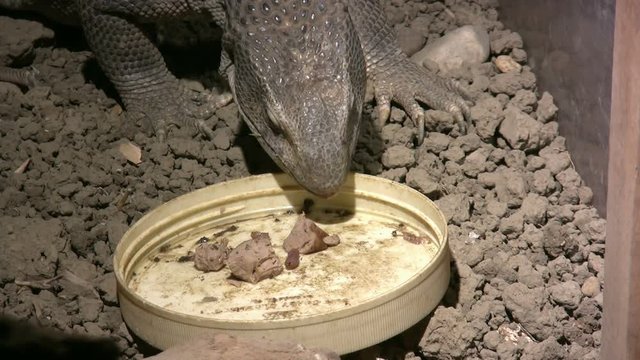 A Savanna Monitor lizard eats food from a dish.
