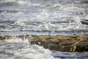 Belle aigrette en bordure de plage