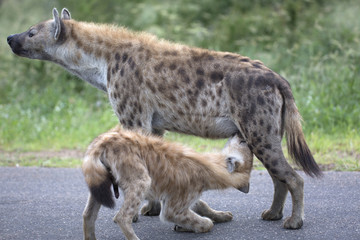 Suckling baby spotted hyena