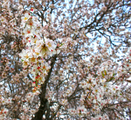 Almond tree flowers with blue sky with clouds background (16)