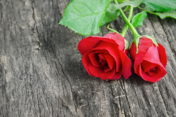 Close up of red rose flowers on wooden background