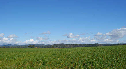Beautiful landscape of green pasture with holm oaks 