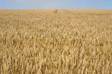 Corn field