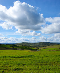 Fototapeta na wymiar Beautiful landscape of green pasture with holm oaks 