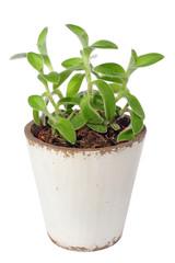 Zebrakraut im Topf, tradescantia zebrina