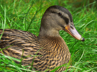 Germano reale (Anas platyrhynchos) - femmina in cova