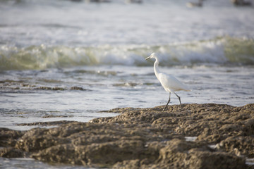 Belle aigrette en bordure de plage