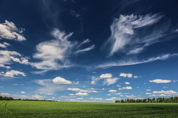 pea field in the morning