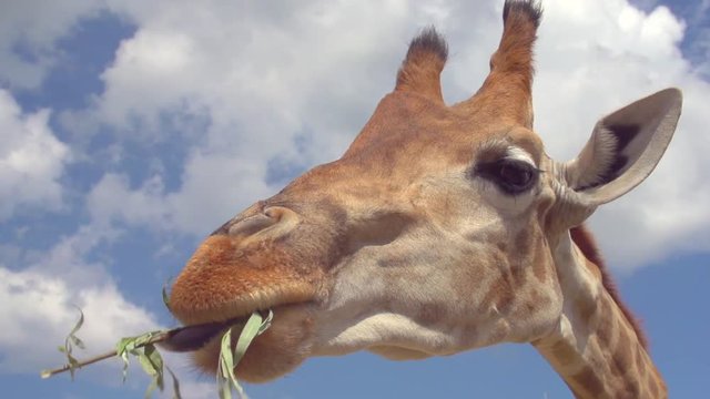 Giraffe eating. Closeup shot of giraffe head on the blue sky background. Slow motion 240 fps. High speed camera. Full HD 1080p video footage