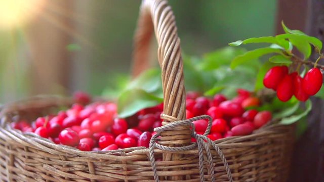Sweet and ripe dogberry (cornel berries) with leaves close up. Dogberry in a basket. Harvest, harvesting concept. Dogwood. Full HD 1080p video footage. Slow motion