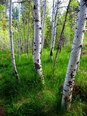 Green grass at Aspen Grove