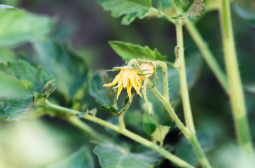 blooming tomato, spring, agricultural background