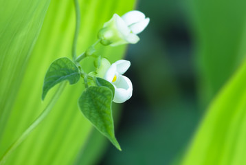 bean sprout and flower in the spring