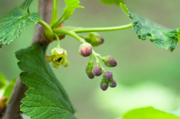 flowers black currant, spring background