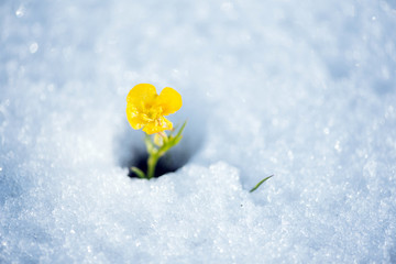 Fragile yellow flower breaking the snow cover 