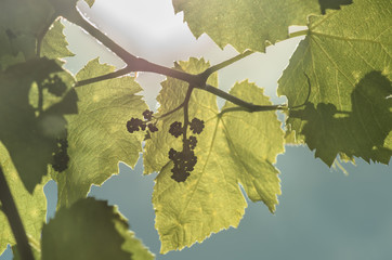 flower buds and leaves of shoots grapevine spring