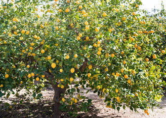 Lemons hanging from a tree in a lemon grove 
