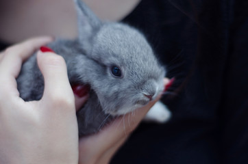 Young woman holding baby gray bunny in his hands.
 