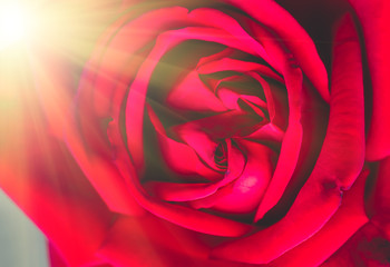 Red rose closeup, festive background