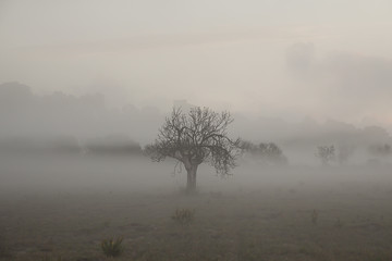 THE TREE AND THE FOG