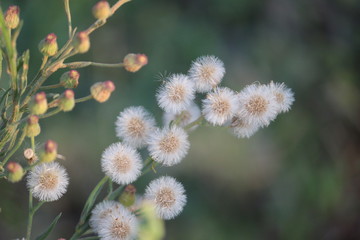 	White Vernonia cinerea flower and budsto generate oxygen