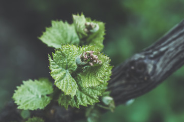 shoots and leaves of grapes on the vine spring
